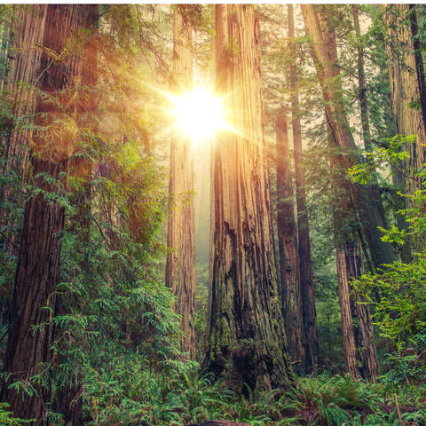 back-lit old growth forest with vines