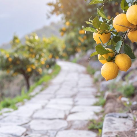 Lemon orchard along stone path
