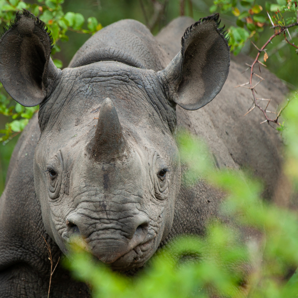 Endangered black rhino peeking through bushes in its natural habitat