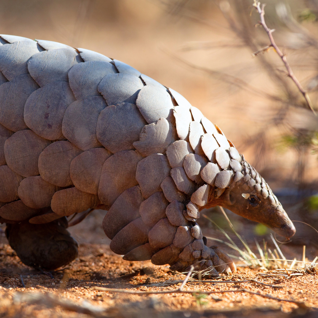 Endangered Chinese Pangolin walking along ground in its natural habitat