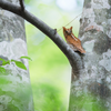 Endangered flores scops owl perched on a high tree branch in its natural habitat
