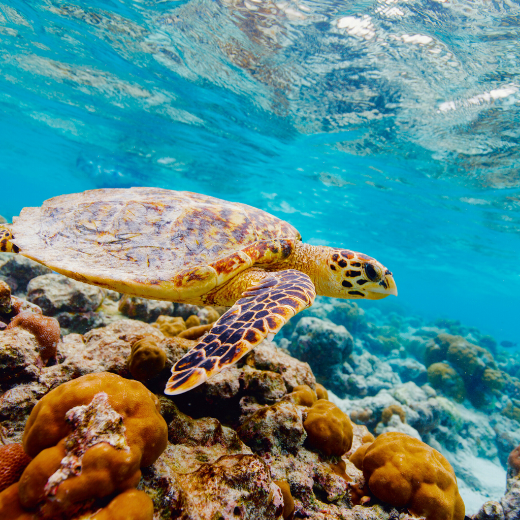 Endangered hawksbill sea turtle swimming along a coral reef in its natural habitat