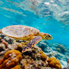 Endangered hawksbill sea turtle swimming along a coral reef in its natural habitat
