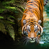 Endangered malayan tiger walking through water in its natural jungle habitat
