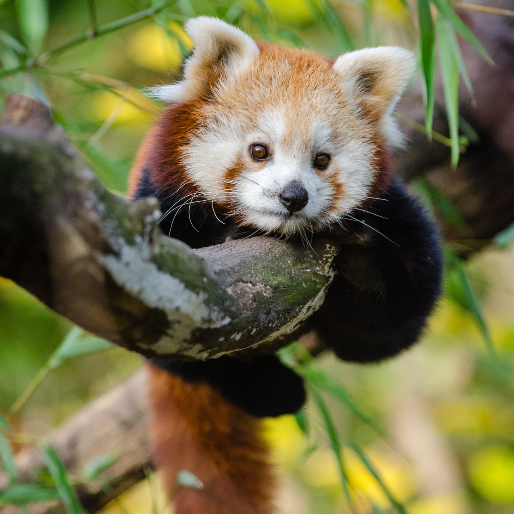 Endangered red panda relaxing on a tree branch in its natural habitat