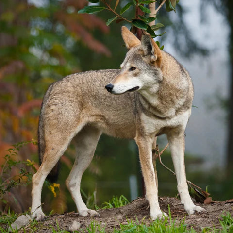 Endangered red wolf standing in forest of its natural habitat