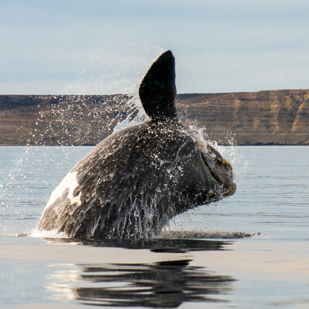 Endangered Right Whale leaping out of ocean