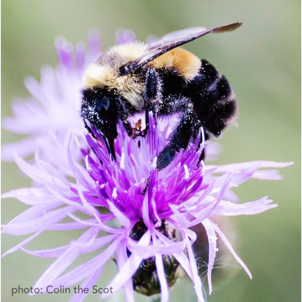 Endangered Rusty-Patched Bumble Bee pollinating purple wildflower