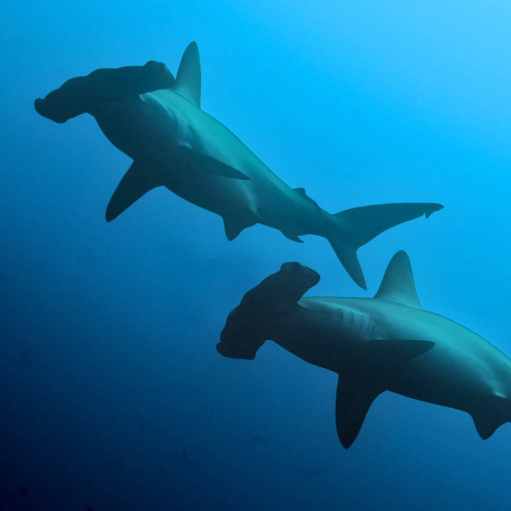 Two endangered Scalloped Hammerhead Sharks swimming in the open ocean