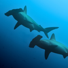 Two endangered Scalloped Hammerhead Sharks swimming in the open ocean