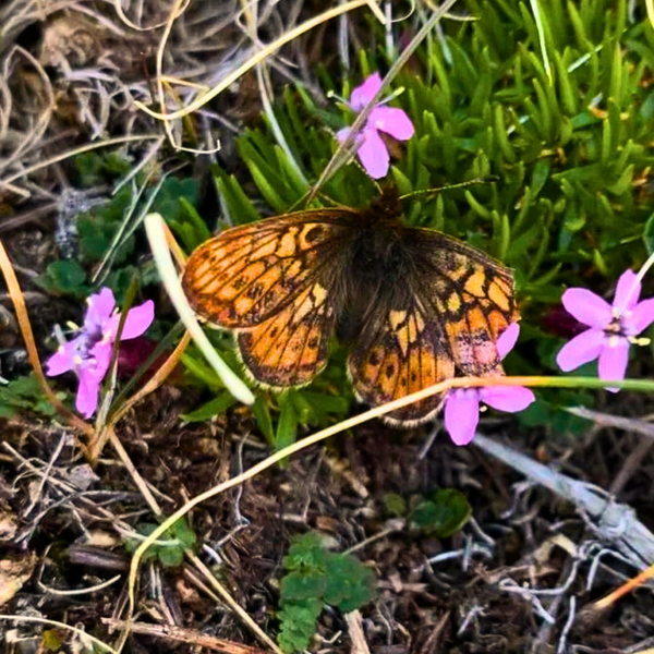 Endangered Uncompahgre Fritillary Butterfly resting among purple wildflowers in its natural habitat