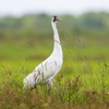 Endangered whooping crane walking through prairie grass in its natural habitat