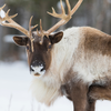 Endangered Woodland Caribou standing in its snowy natural habitat